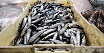 Da oro del mare a prodotto di poco valore: il pesce azzurro non lo vuole piu nessuno